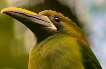 Monteverde Full Day Birding Expedition