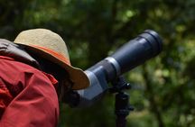 Monteverde Full Day Birding Expedition