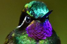 Monteverde Full Day Birding Expedition