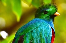 Monteverde Full Day Birding Expedition