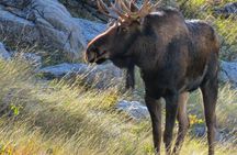 Jasper to Banff One-Way Tour