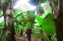 Like Locals: Banana Plantation, and Cuscuz with locals 