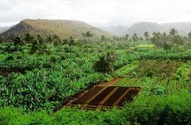 Like Locals: Banana Plantation, and Cuscuz with locals 