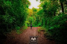 Monteverde Wildlife Walk & Hummingbird Encounter