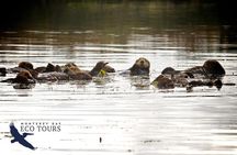 Elkhorn Slough Wildlife Tour