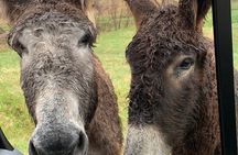 Private Custer State Park Safari and Hiking Tour