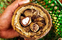 Amazon Rainforest - Private Multi Day Tour