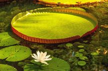 Amazon Rainforest - Private Multi Day Tour