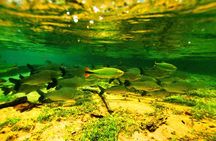 Pantanal & Bonito - Private Multi Day Tour
