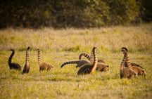Pantanal & Bonito - Private Multi Day Tour