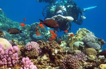 Beach Introduction Dive