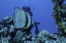 2 Dives in Ras Mohamed National Park by boat