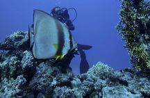 2 Dives in Tiran Island by boat
