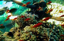 2 Dives in Ras Mohamed National Park by boat
