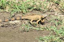  Tamarindo wildlife Estuary boat ride tour 2 hours