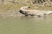  Tamarindo wildlife Estuary boat ride tour 2 hours