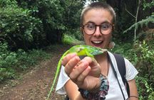 Discover Nature and Culture of Materuni Waterfall & Coffee Tour