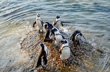 Private Cape of Good Hope Sightseeing and African Penguin Tour