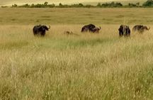 6 Days: Samburu Park, Lake Nakuru Park, Maasai Mara N Reserve