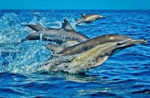 1 Day Wasini Dolphin Tour 