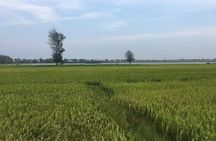 Hoi An countryside biking tour, water buffalo+ basket boat ride 