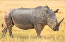 1 Day Safari Isimangaliso - Boat Cruise & Game Drive Fr Durban 