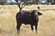 3 Days Isimangaliso Wetland & Hluhluwe Imfolozi Tour From Durban