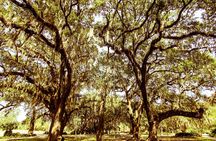The Original 'Creole and Crescent' Bike Tour