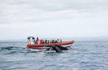Big Whales & Puffins RIB boat tour from Húsavík 