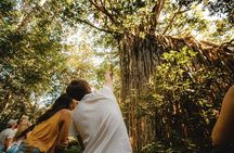 Waterfalls and Rainforest Tour from Cairns