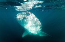 Whale Shark snorkeling tour in a reduced group with local marine biologist