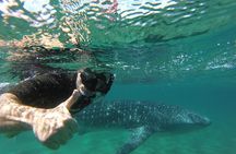 Whale Shark snorkeling tour in a reduced group with local marine biologist