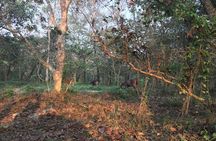 1 Night 2 Days Chitwan Jungle Safari Tour from Kathmandu
