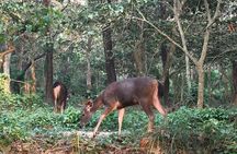 1 Night 2 Days Chitwan Jungle Safari Tour from Kathmandu