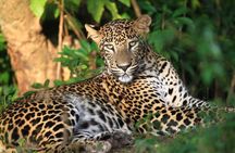 Wilpattu Half Day Safari From Anuradhapura 