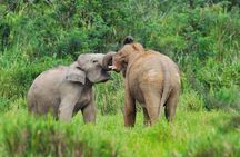 Elephant and Wildlife Watching in Kuiburi National Park - Private Afternoon Tour