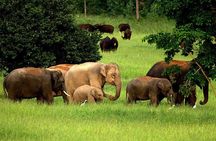 Elephant and Wildlife Watching in Kuiburi National Park - Private Afternoon Tour