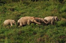 Elephant and Wildlife Watching in Kuiburi National Park - Private Afternoon Tour