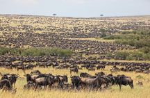 2 days - Masai mara Private Guided Tour from Nairobi
