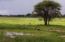 3-day Tanzania safari - Tarangire and Ngorongoro Crater