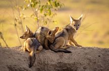 3-day Tanzania safari - Tarangire and Ngorongoro Crater