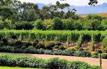 Full-Day Private Guided Wine Tasting Tour of Cape Wineries