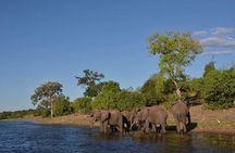 Private Tour - Game Drive & Rhino Walk Safari
