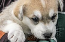 Juneau Shore Excursions: Juneau Helicopter Tour & Dogsledding Experience