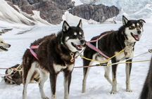 Juneau Shore Excursions: Juneau Helicopter Tour & Dogsledding Experience