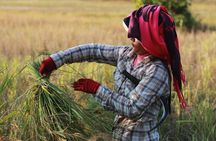 Rural Village with Ox Cart Journey & Monk Blessing
