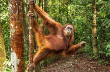 Monkey Business 3 days - 2 nights Jungle trekking (including rafting) 
