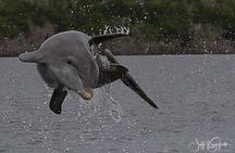 Marco Island 2 hour Dolphin, Birding and Shelling tour 