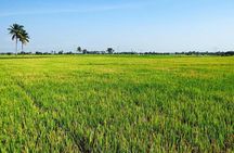 Hoi An countryside biking tour, water buffalo+ basket boat ride 
