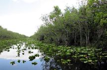 Everglades Tour in Miami